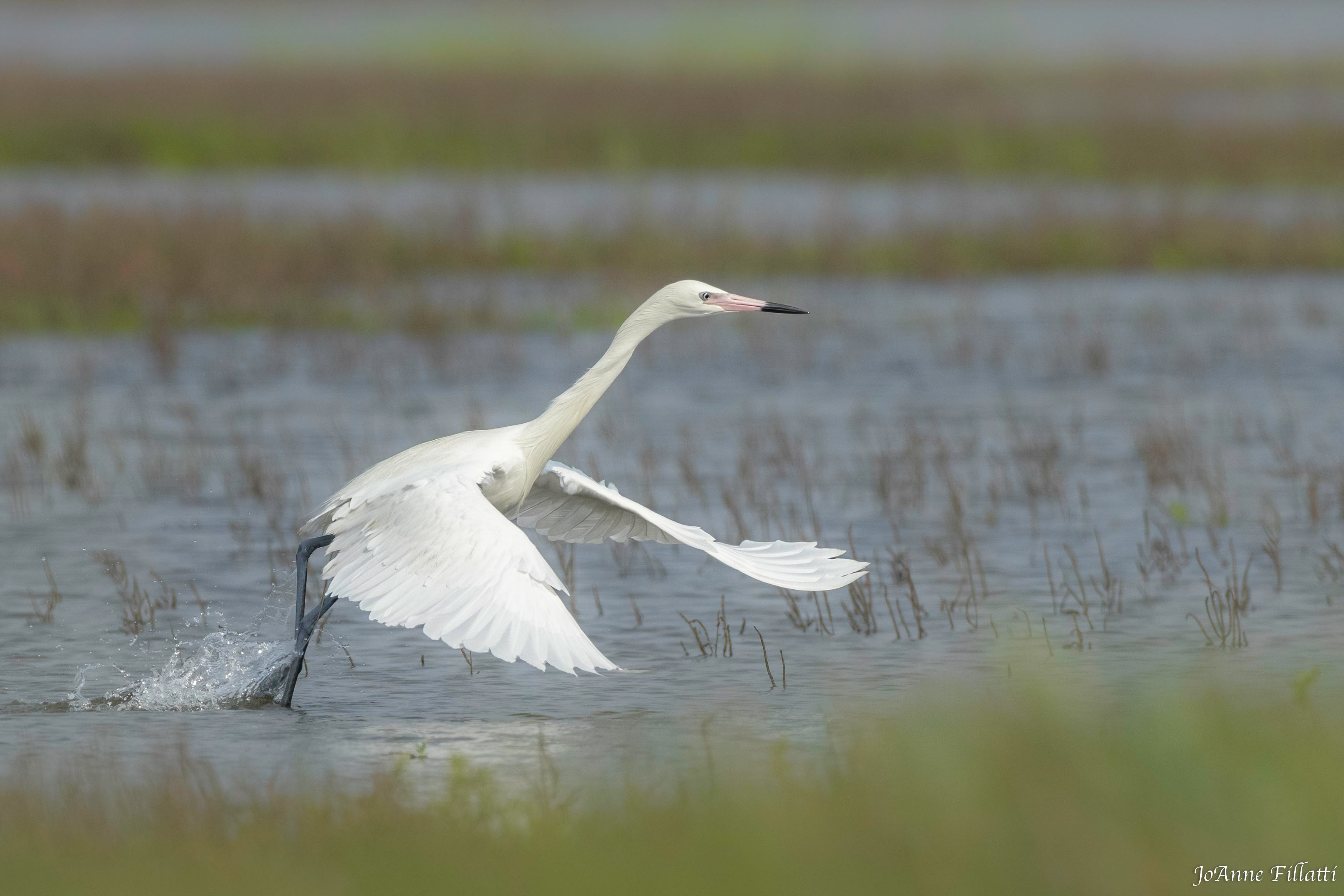 bird of Galveston Island image 21